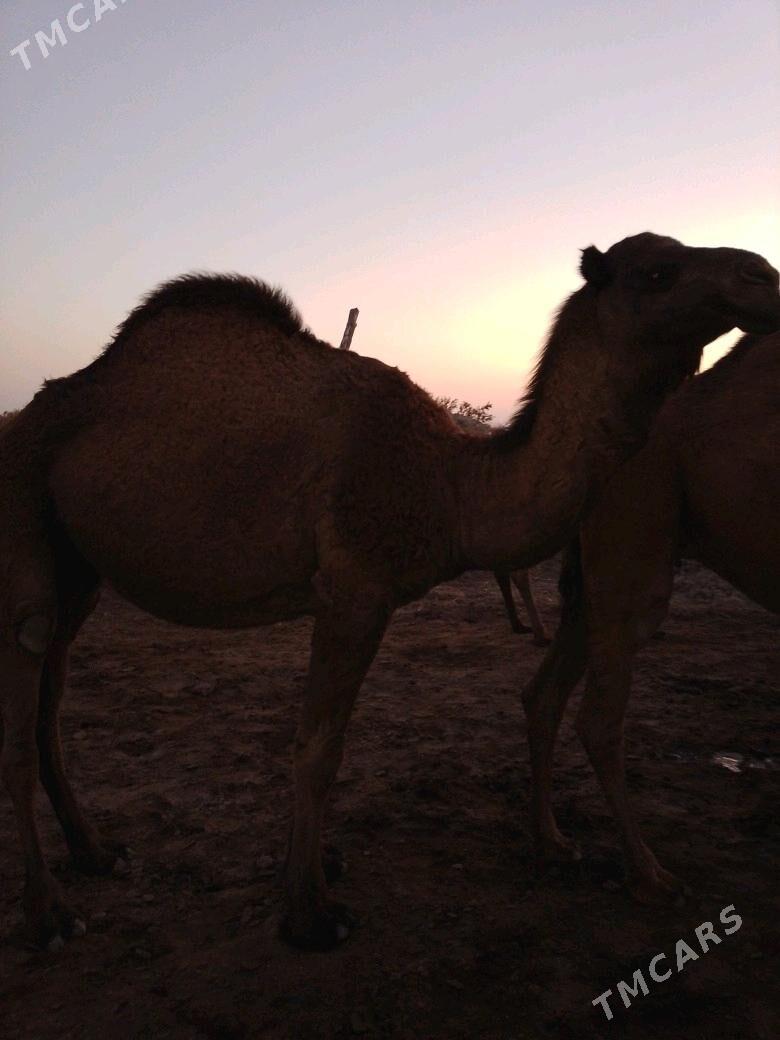 Düyeler - Murgap - img 3