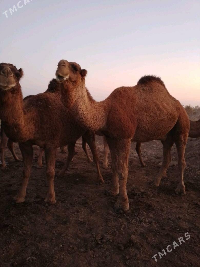 Düyeler - Murgap - img 1