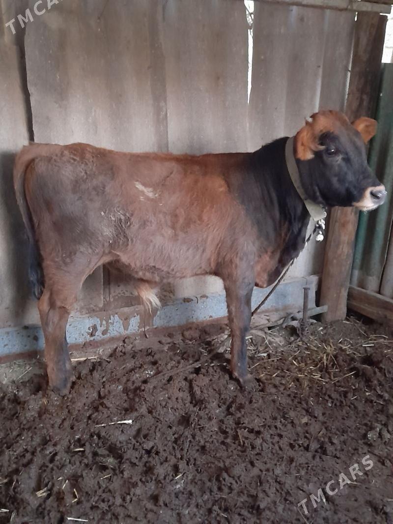 ökuz - Bagyr - img 1