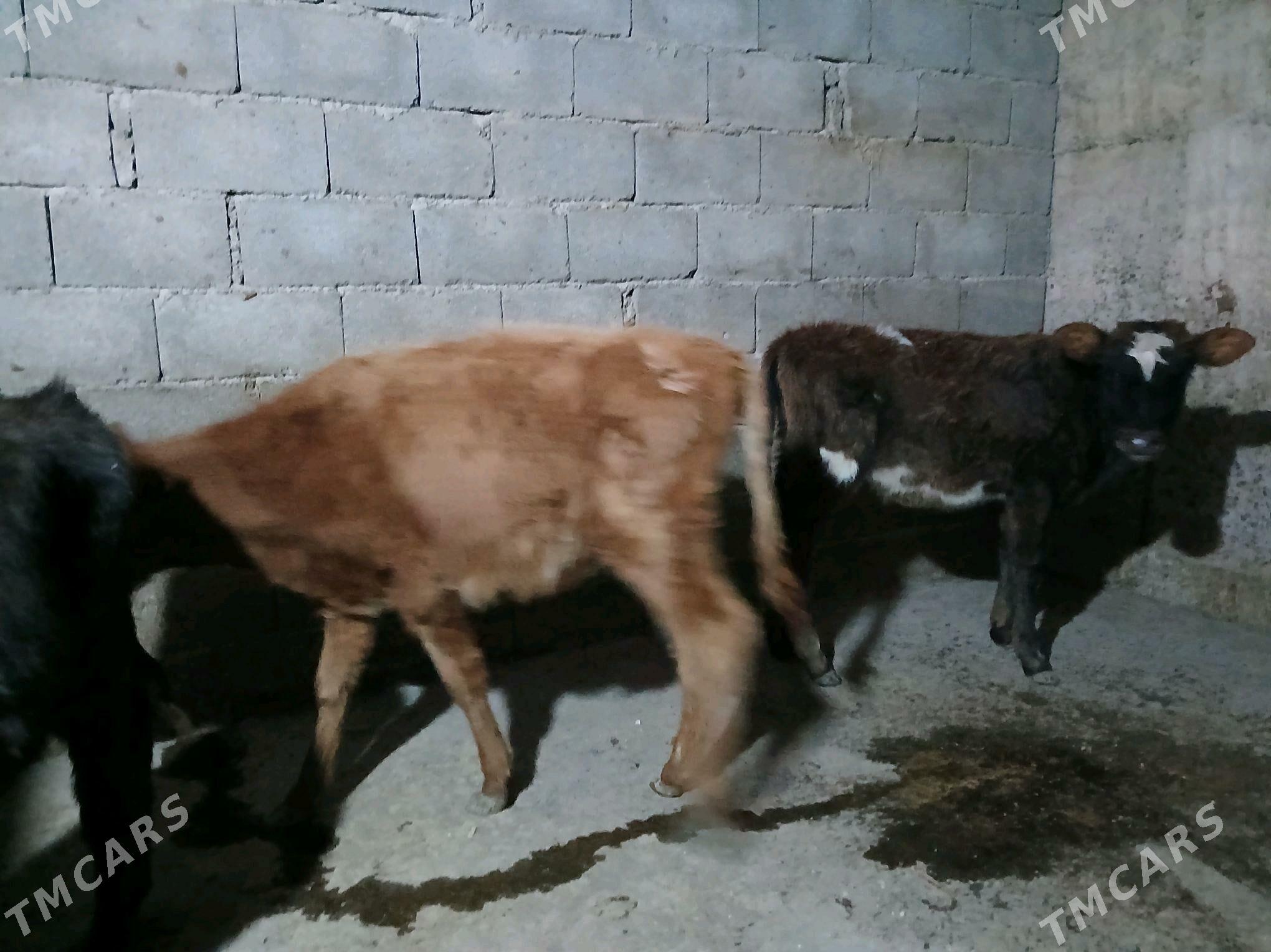 1 Okuzçe 2 tuwe - Ашхабад - img 3