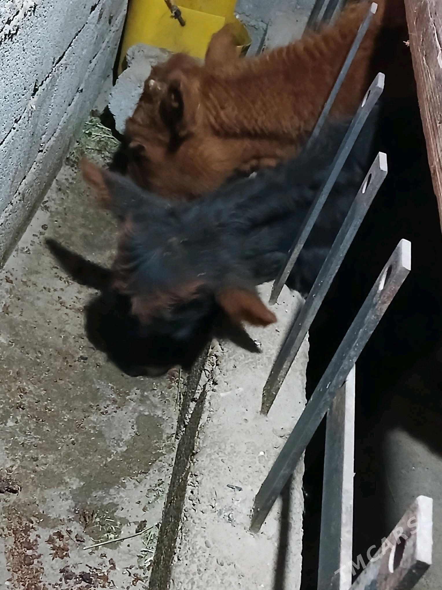 1 Okuzçe 2 tuwe - Ашхабад - img 2