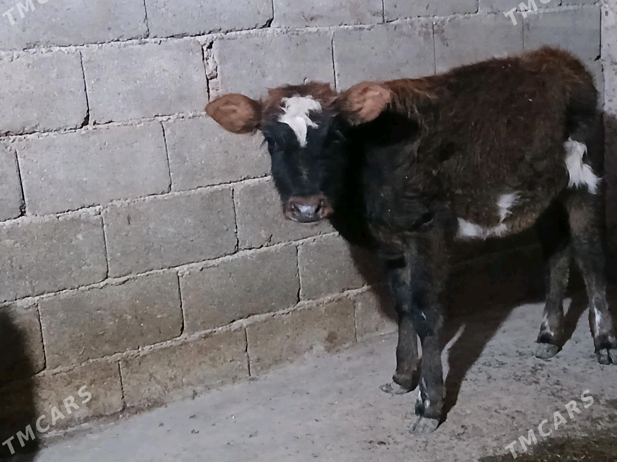 1 Okuzçe 2 tuwe - Ашхабад - img 1