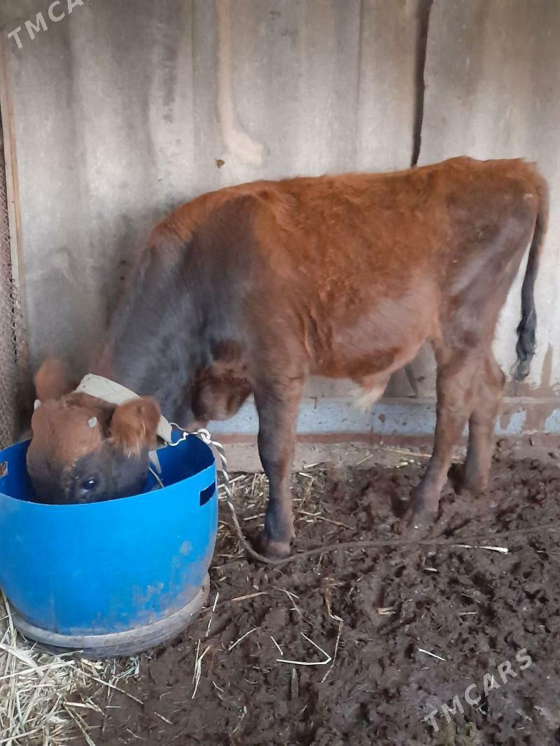 ökuz - Bagyr - img 3