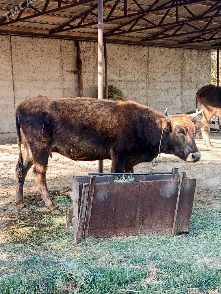 2Gysyr Sygyr 1guzlan - Bäherden - img 5