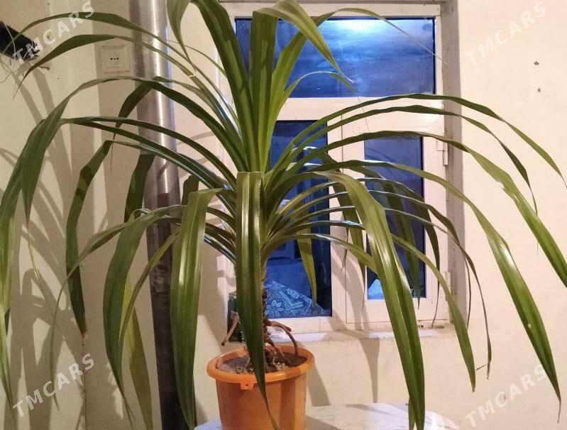 цветы gül - Туркменбаши - img 2