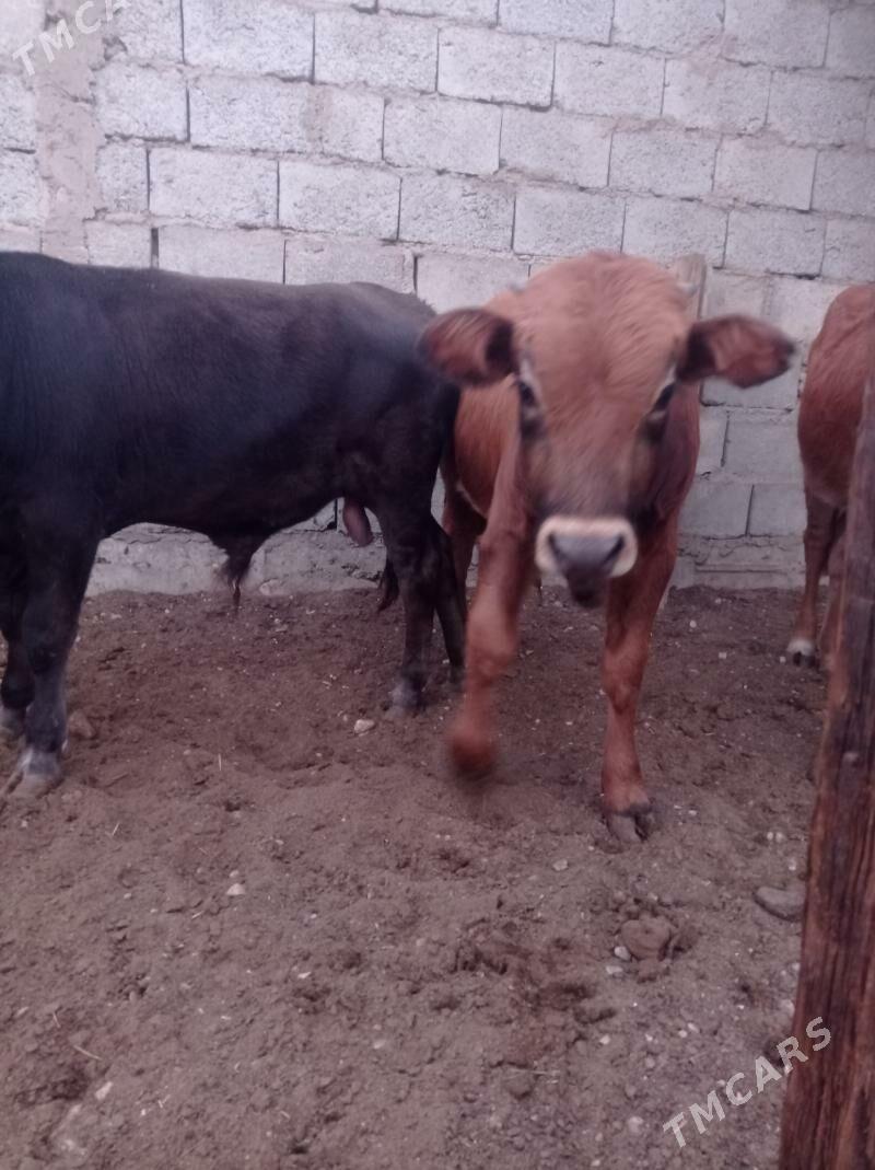 okuz - Балканабат - img 5