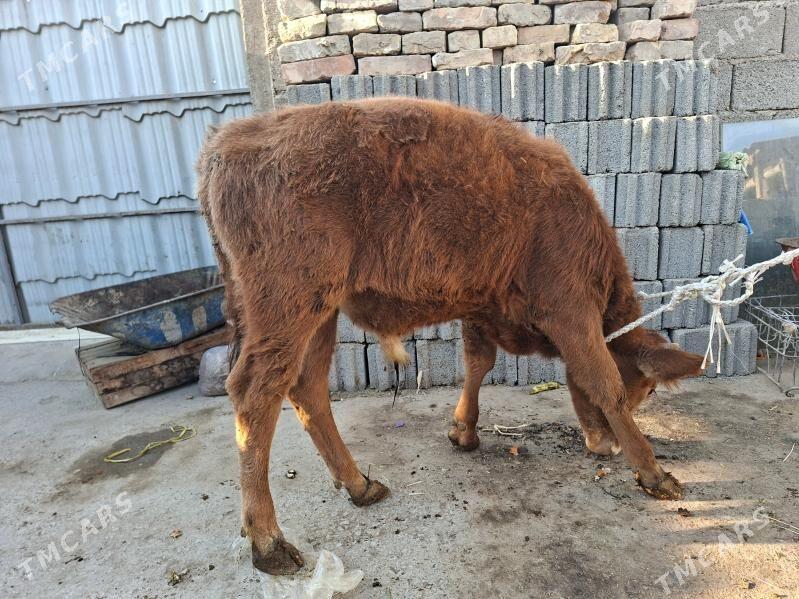 okuz - Gurtly - img 3