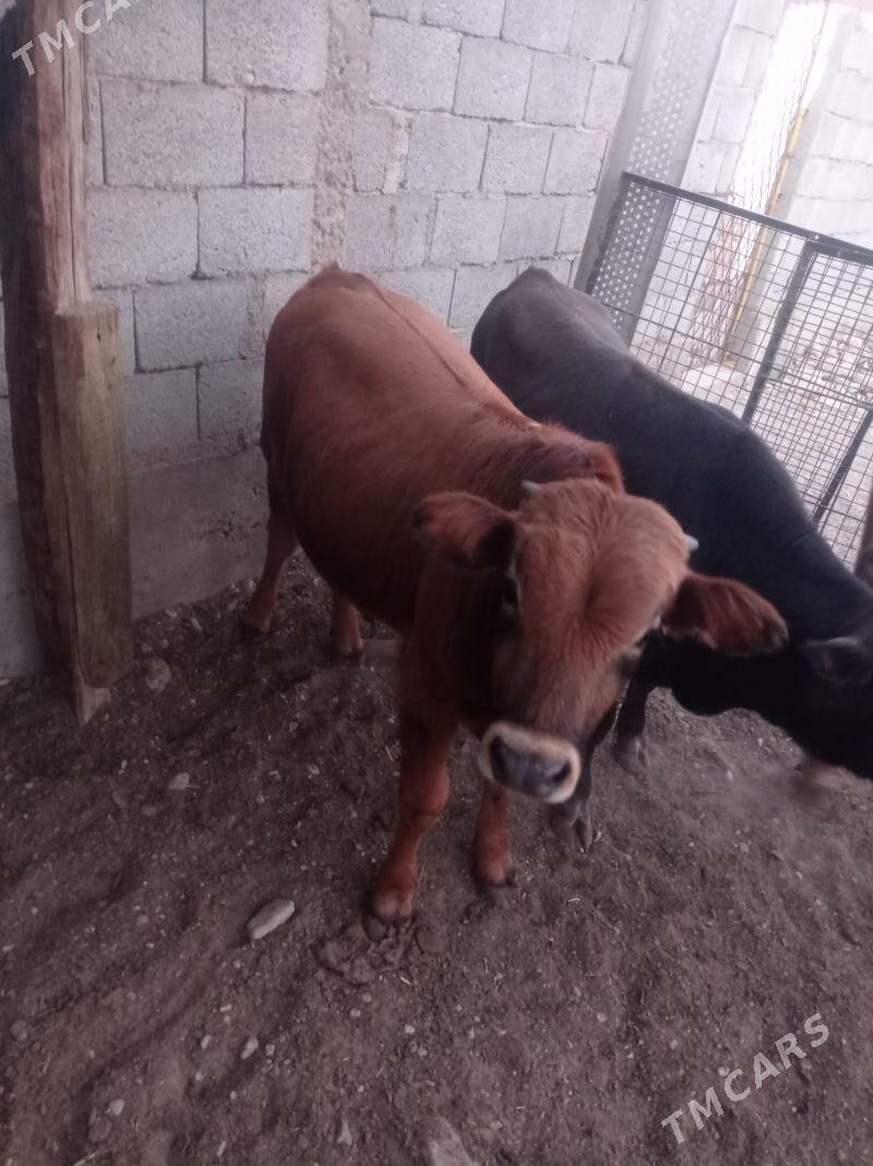 okuz - Балканабат - img 3