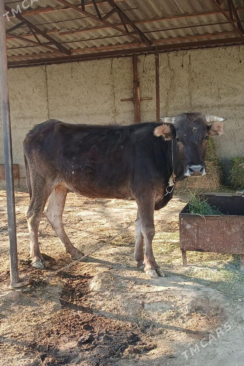 2Gysyr Sygyr 1guzlan - Bäherden - img 4