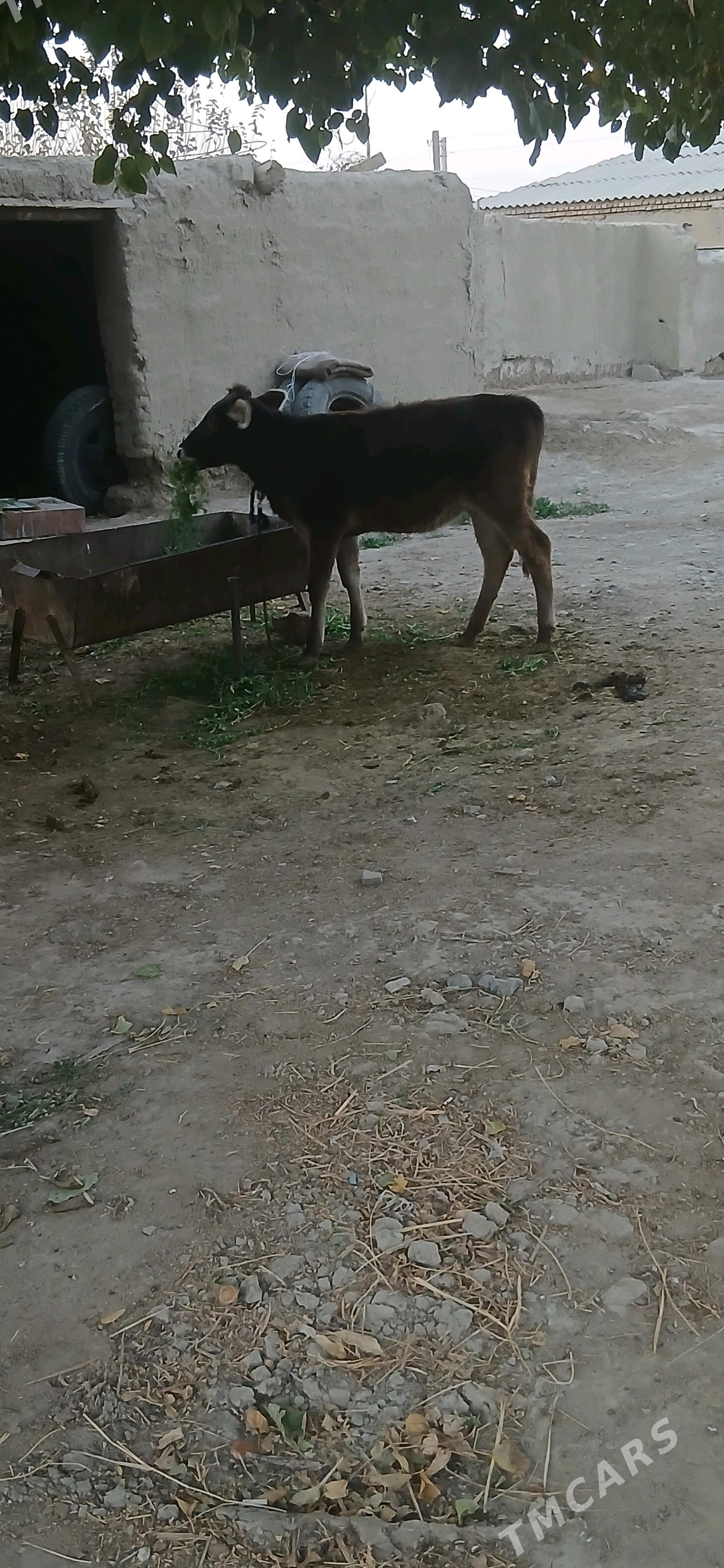 Tùwe - Bäherden - img 2