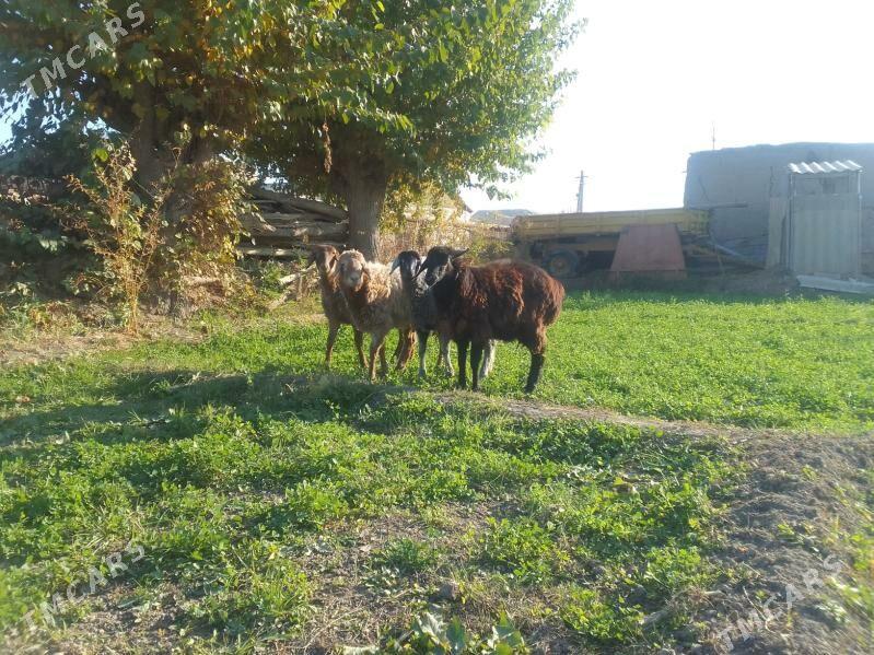 Goyunlar - Чарджоу - img 1