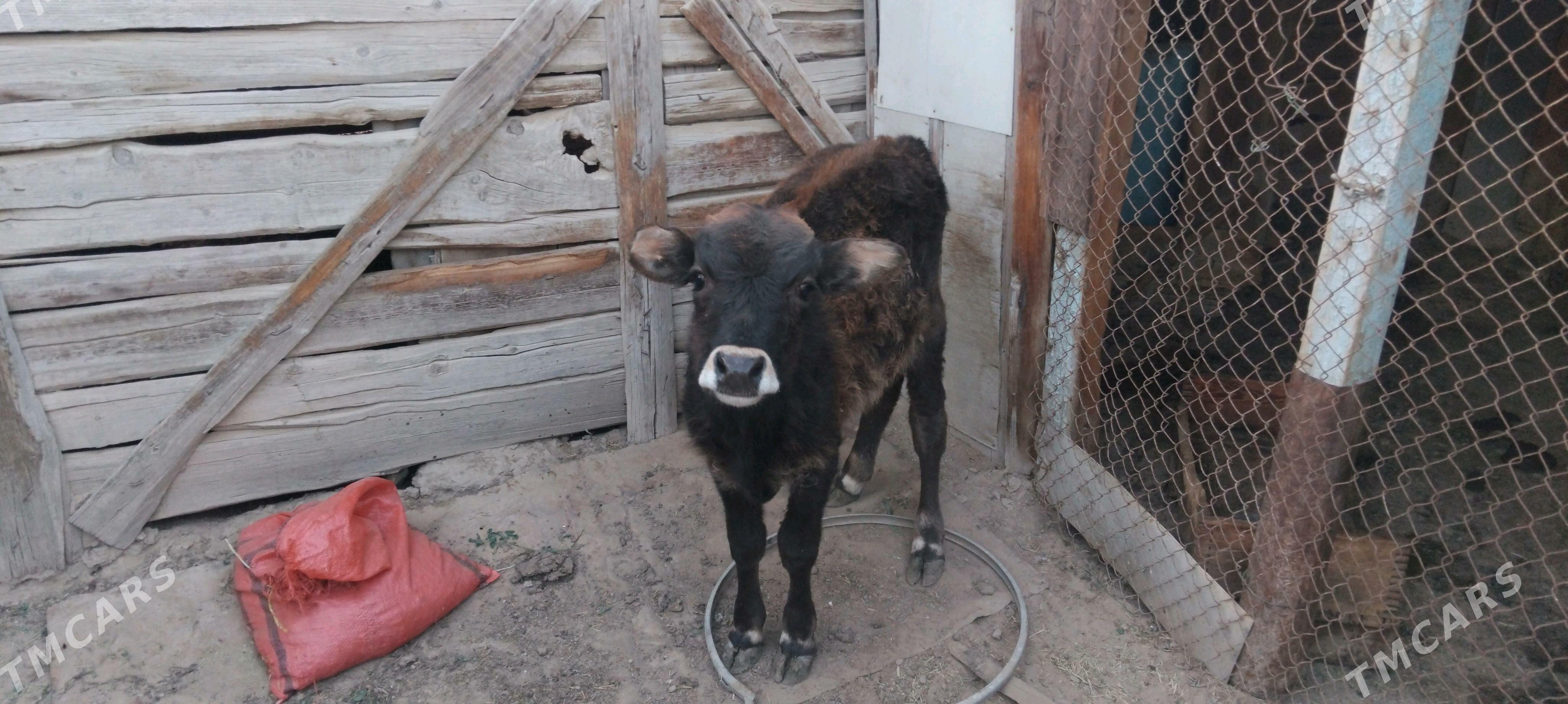 okuzce - Türkmenbaşy - img 1