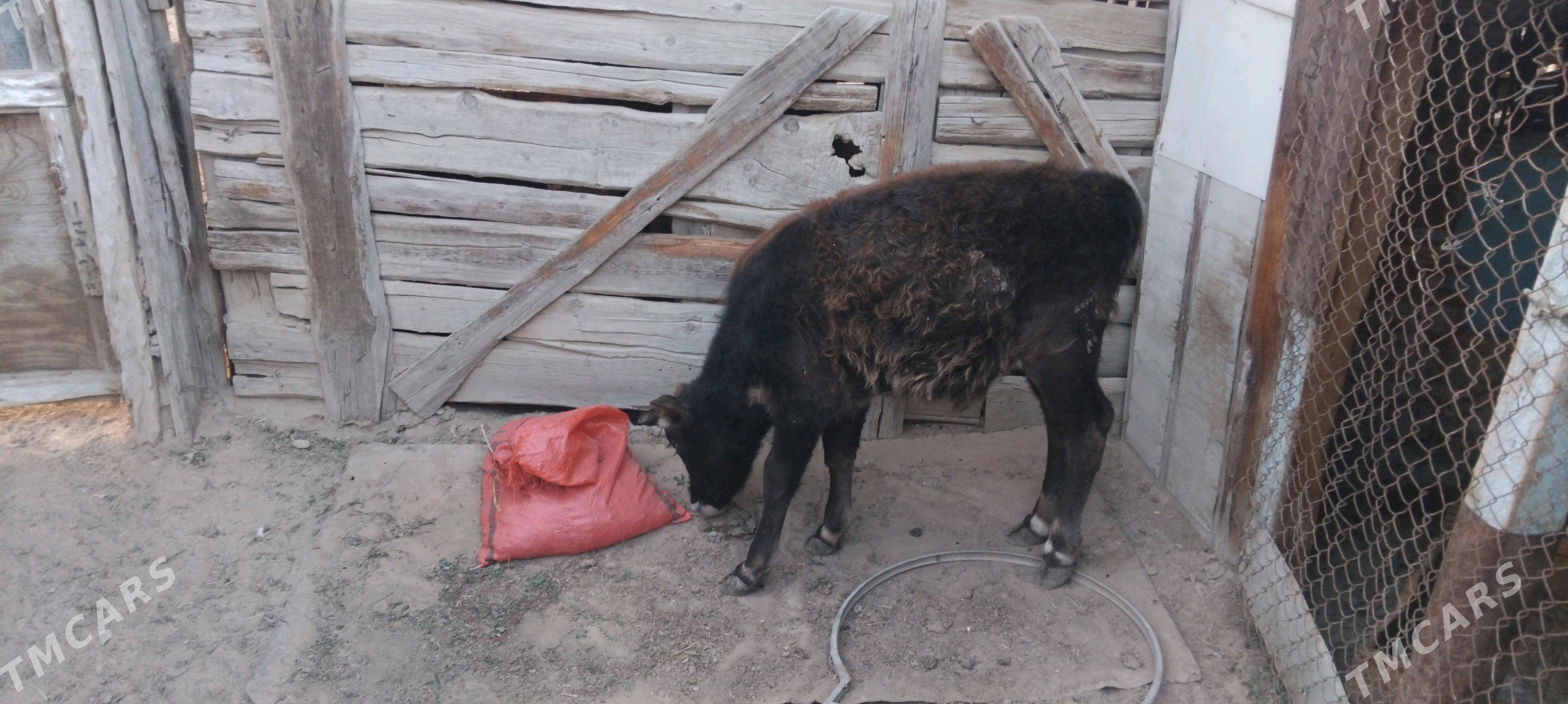 okuzce - Türkmenbaşy - img 2