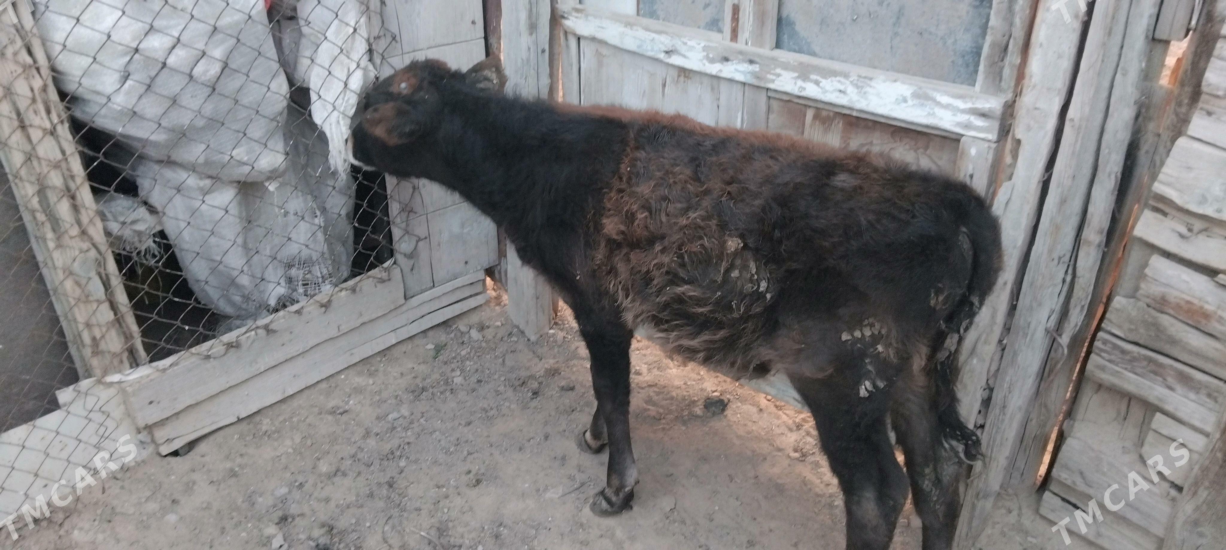 okuzce - Türkmenbaşy - img 3