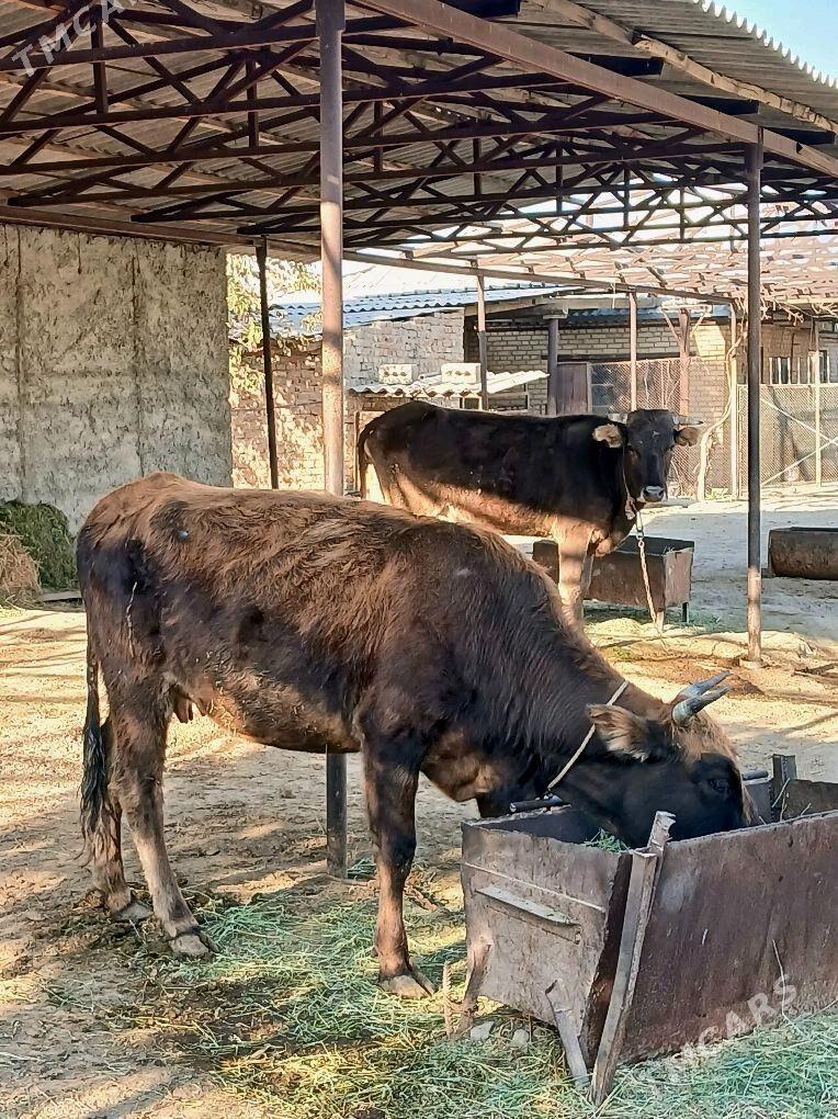 2Gysyr Sygyr 1guzlan - Bäherden - img 1