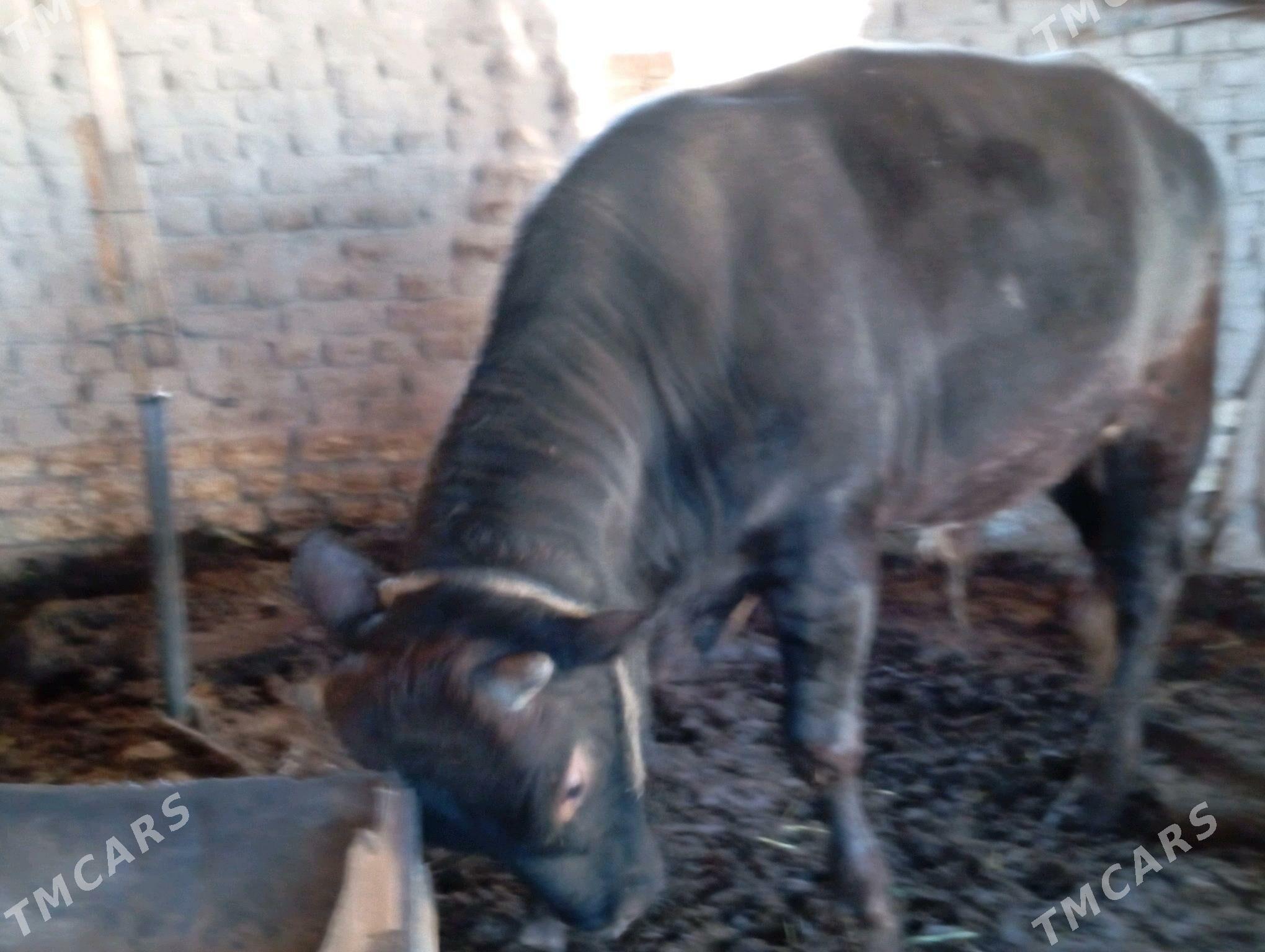 öküz - Мары - img 3