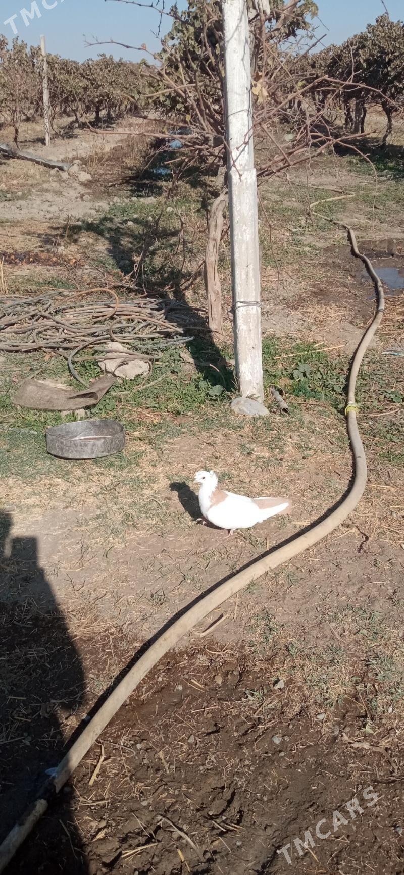 kepderi - Arkadag - img 2