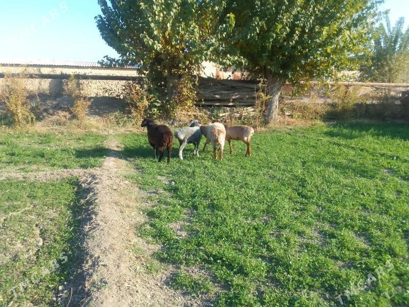 Goyunlar - Чарджоу - img 3