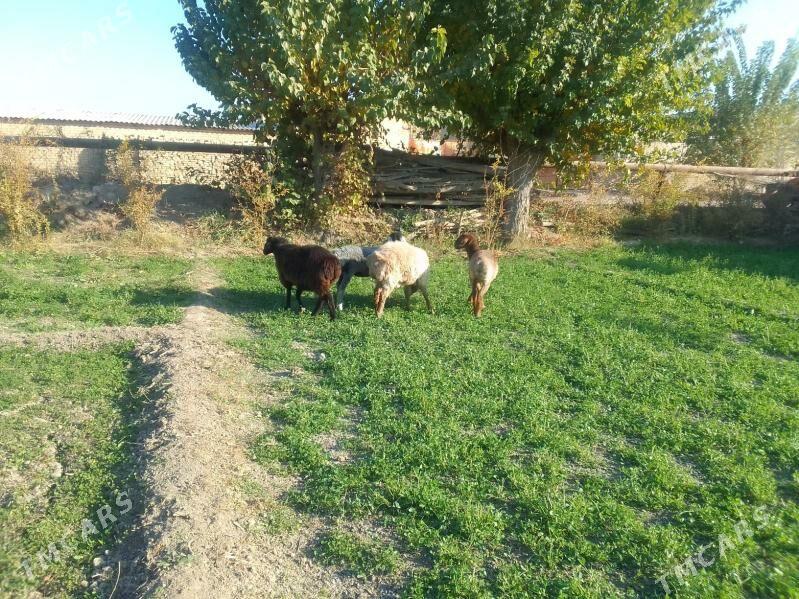 Goyunlar - Чарджоу - img 4