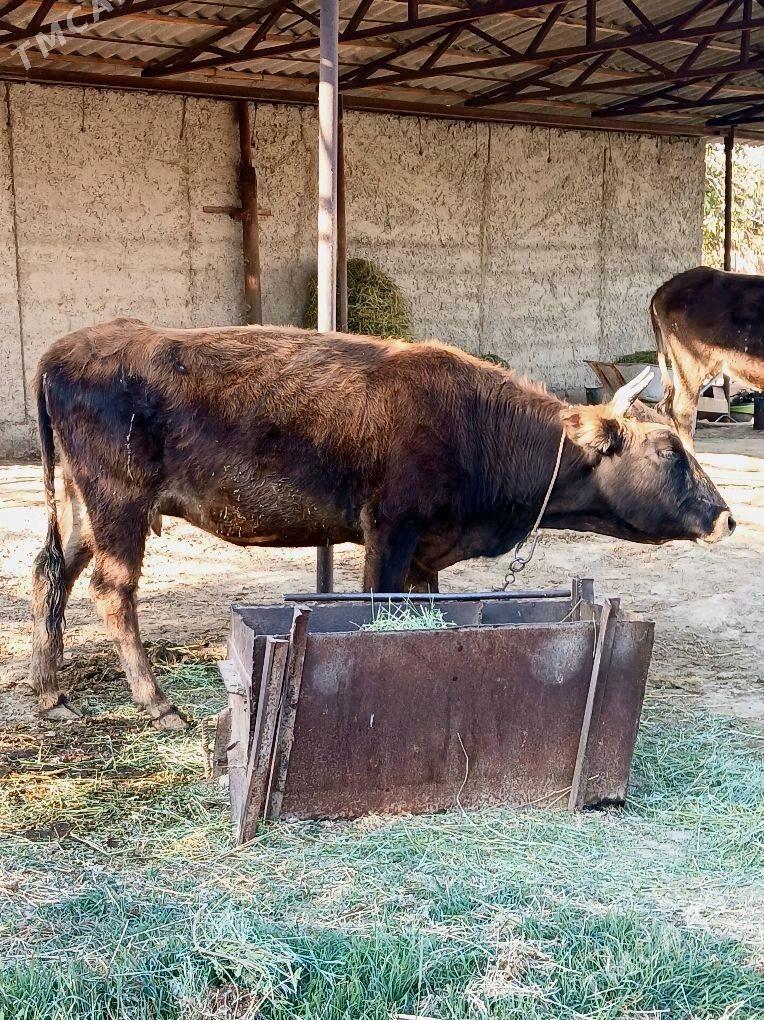 2Gysyr Sygyr 1guzlan - Bäherden - img 2