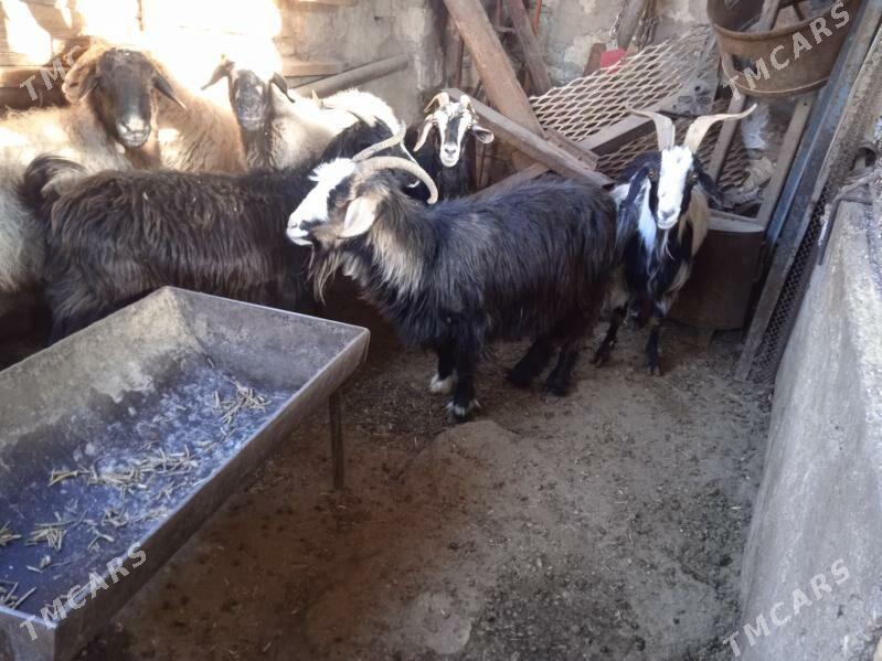 Geçi - Balkanabat - img 1