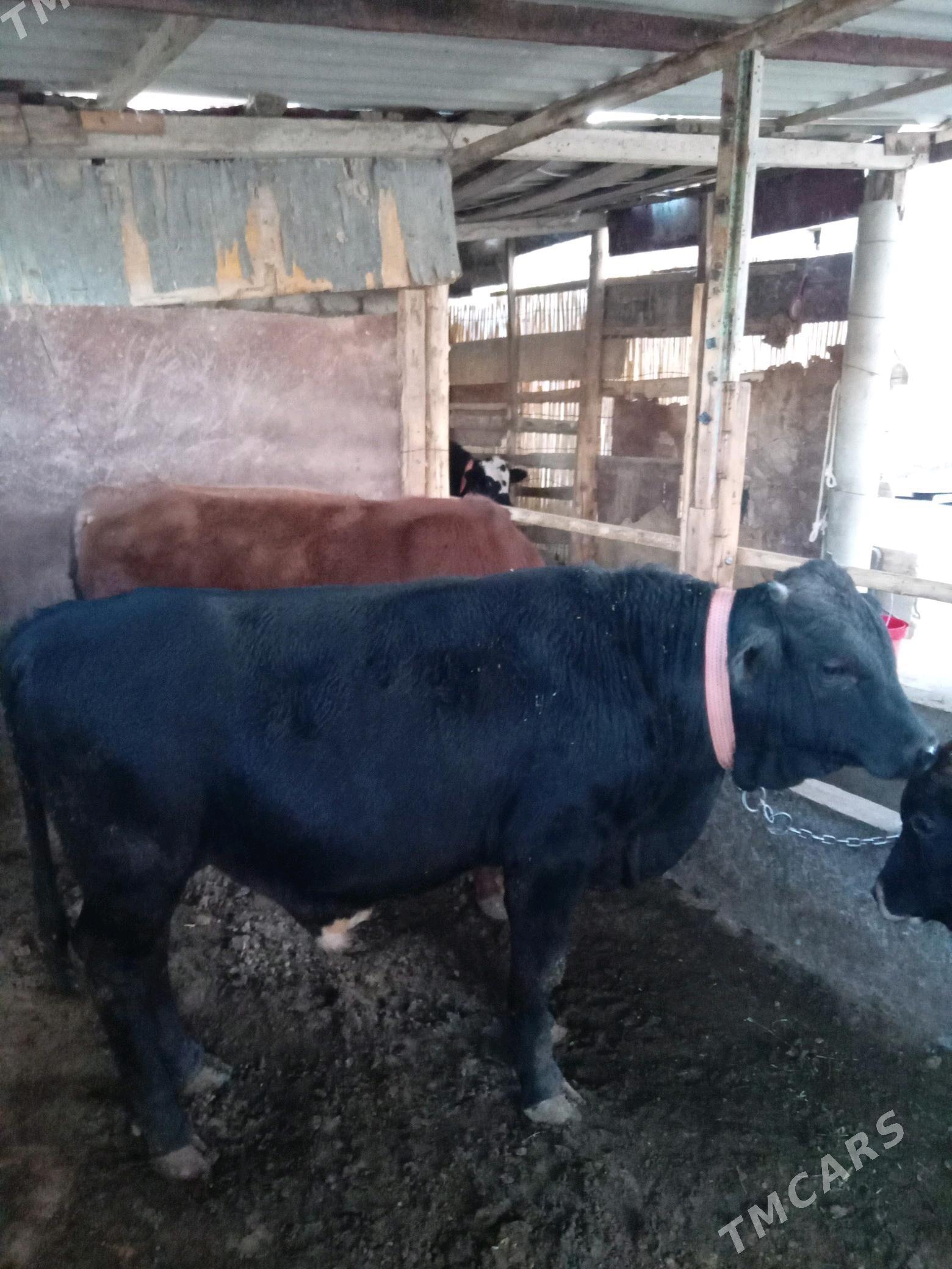 Окуз - Ýaşlyk - img 1