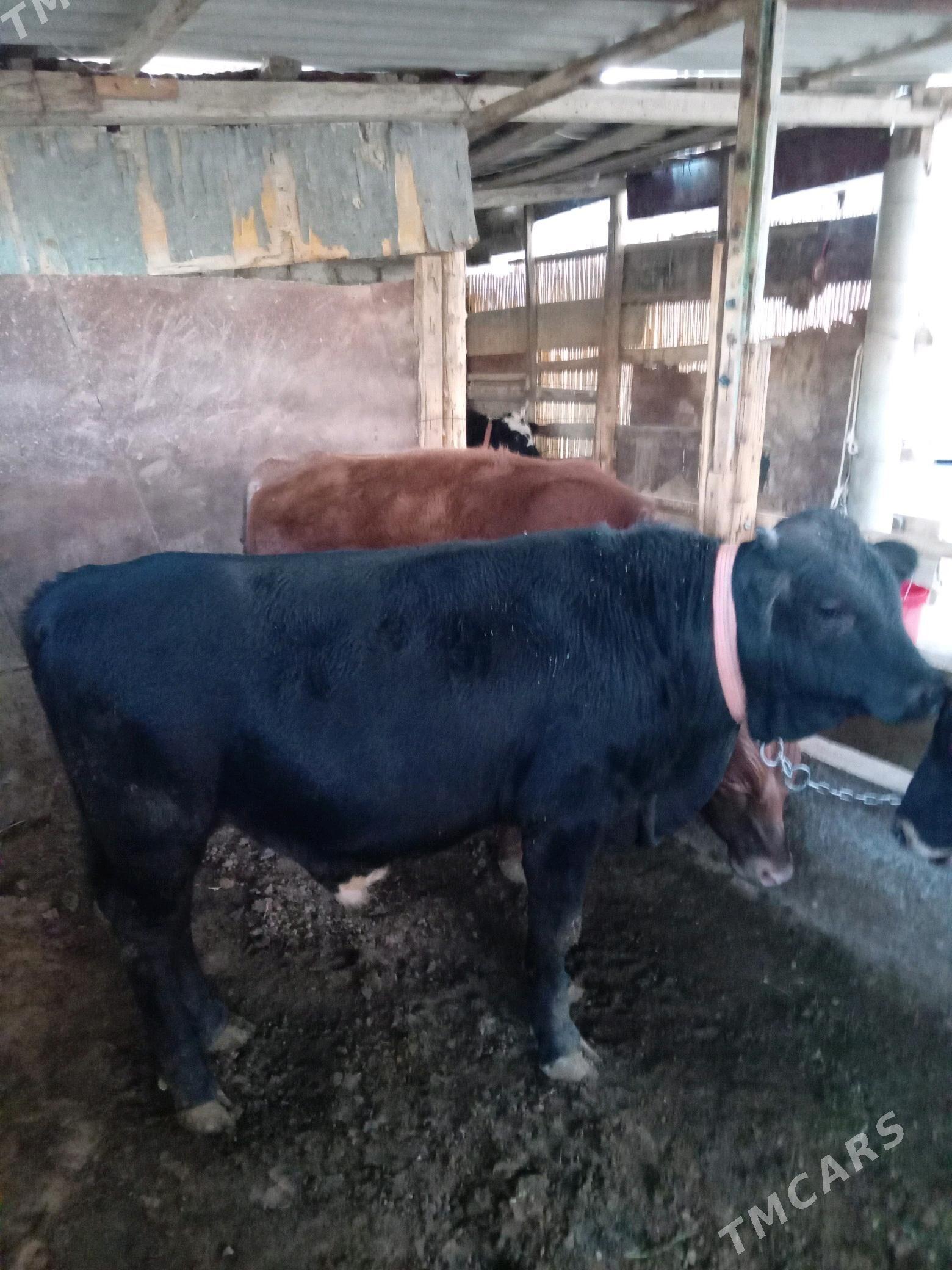 Окуз - Ýaşlyk - img 2