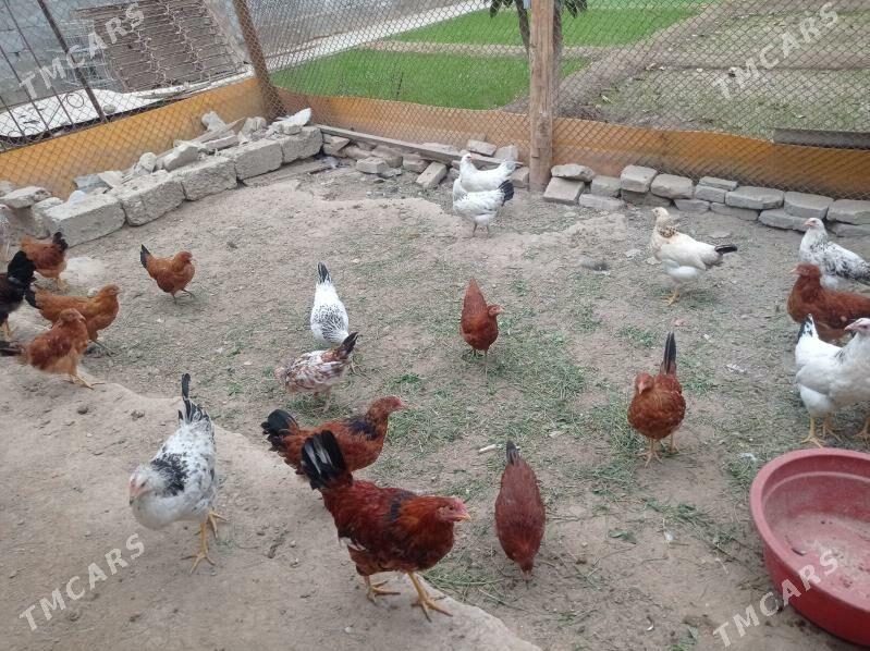 towuk - Ашхабад - img 2