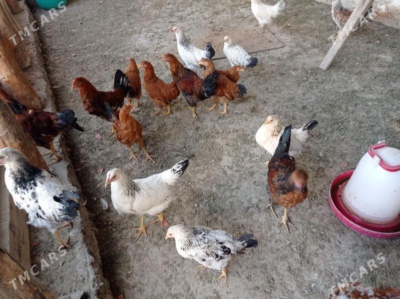 towuk - Ашхабад - img 1