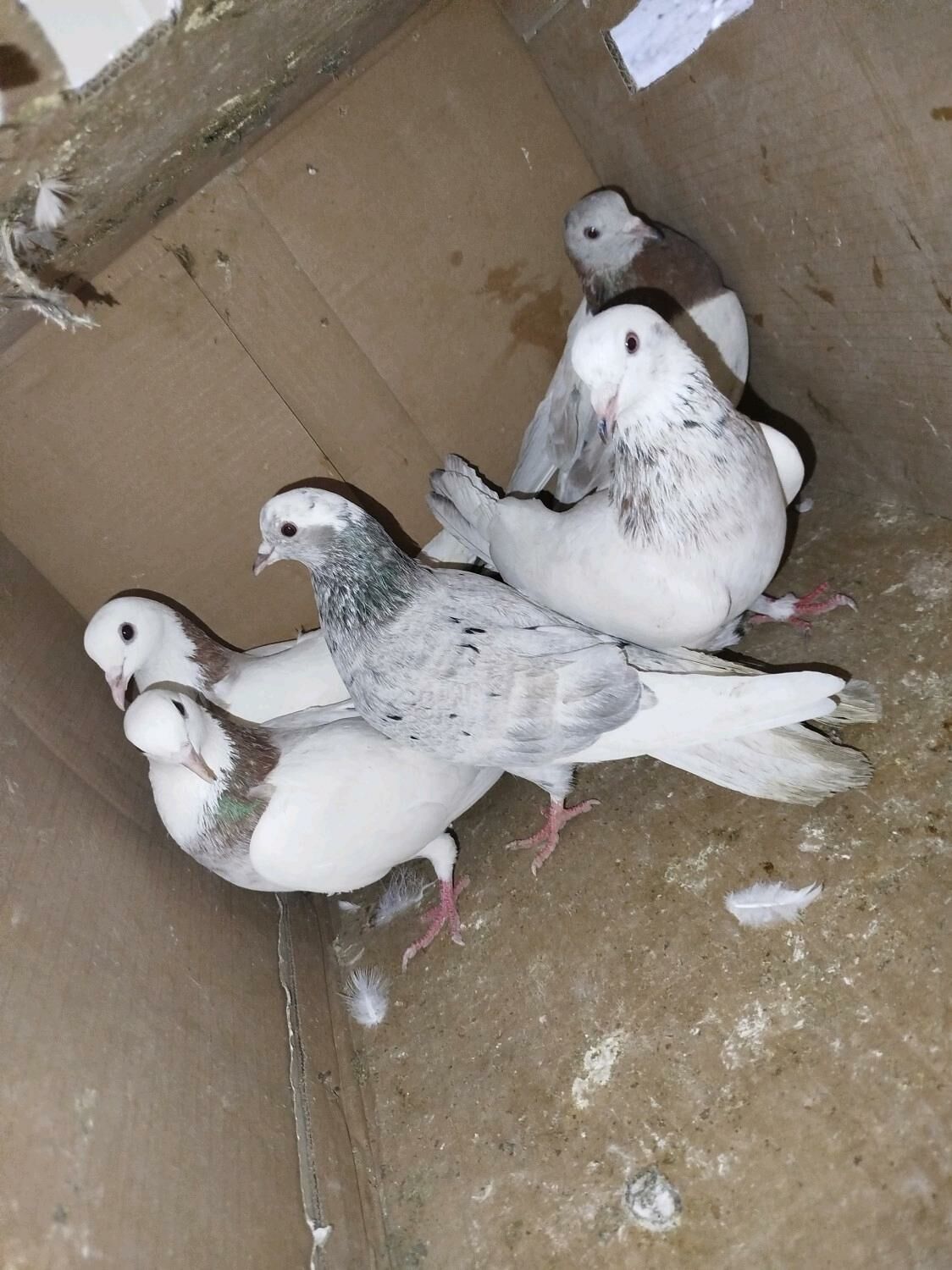 kepderi Кепдери - Podwoýski köç. (Bitarap Türkmenistan şaýoly) - img 5