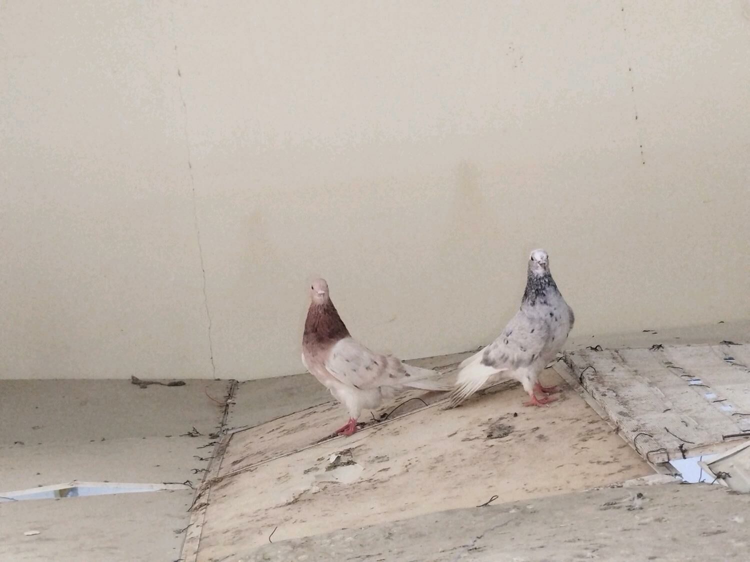 kepderi Кепдери - Podwoýski köç. (Bitarap Türkmenistan şaýoly) - img 6