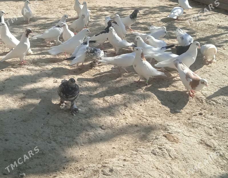 Kepderi - Gökdepe - img 1