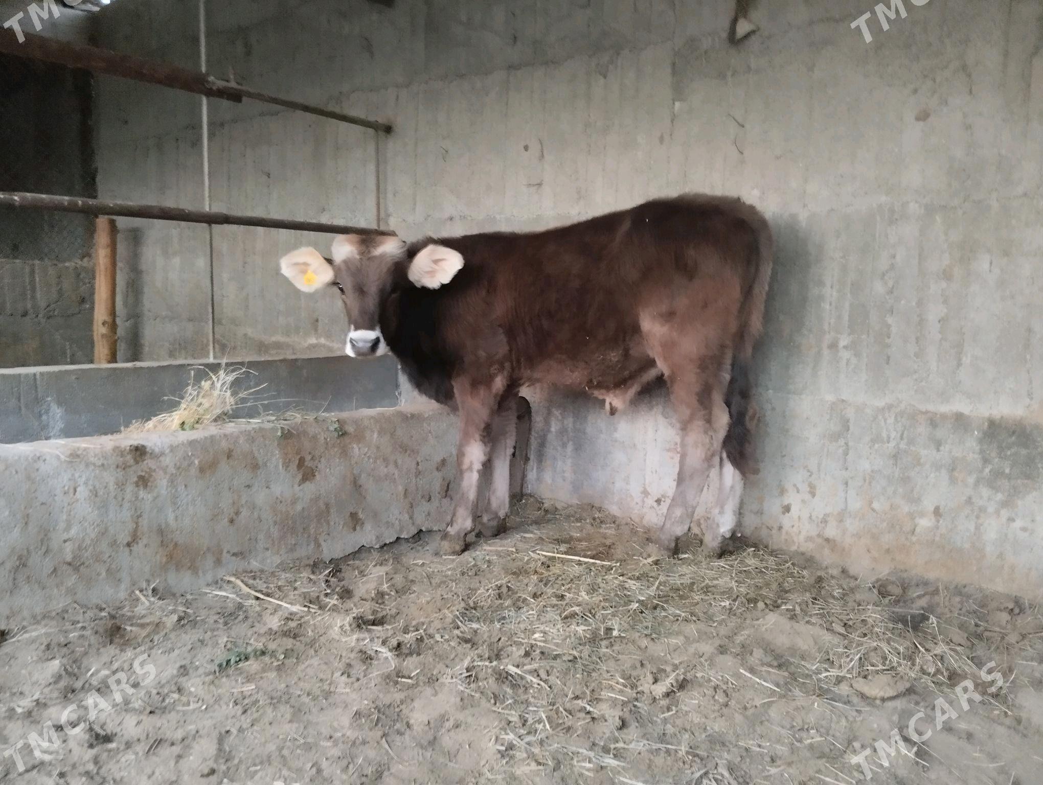 okuz - Gökdepe - img 1