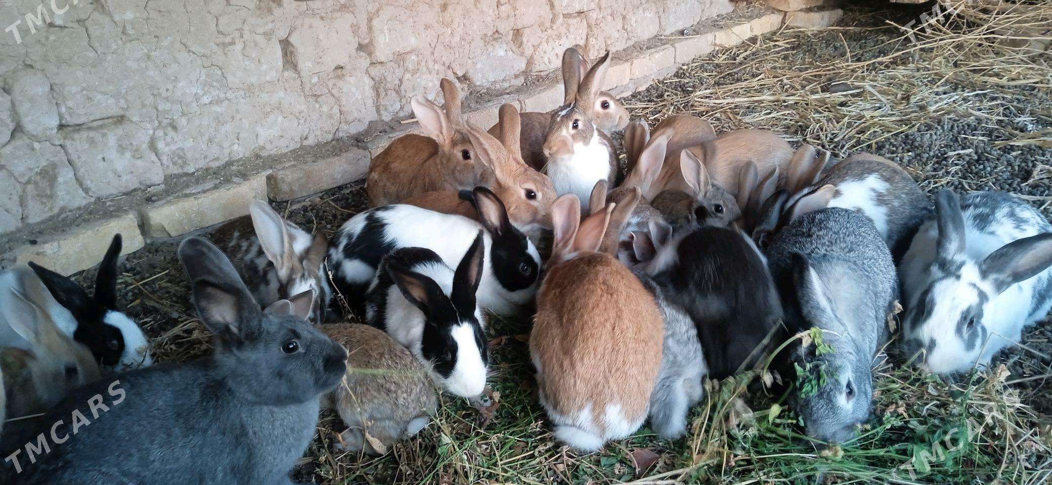 towshan - Görogly (Tagta) - img 1