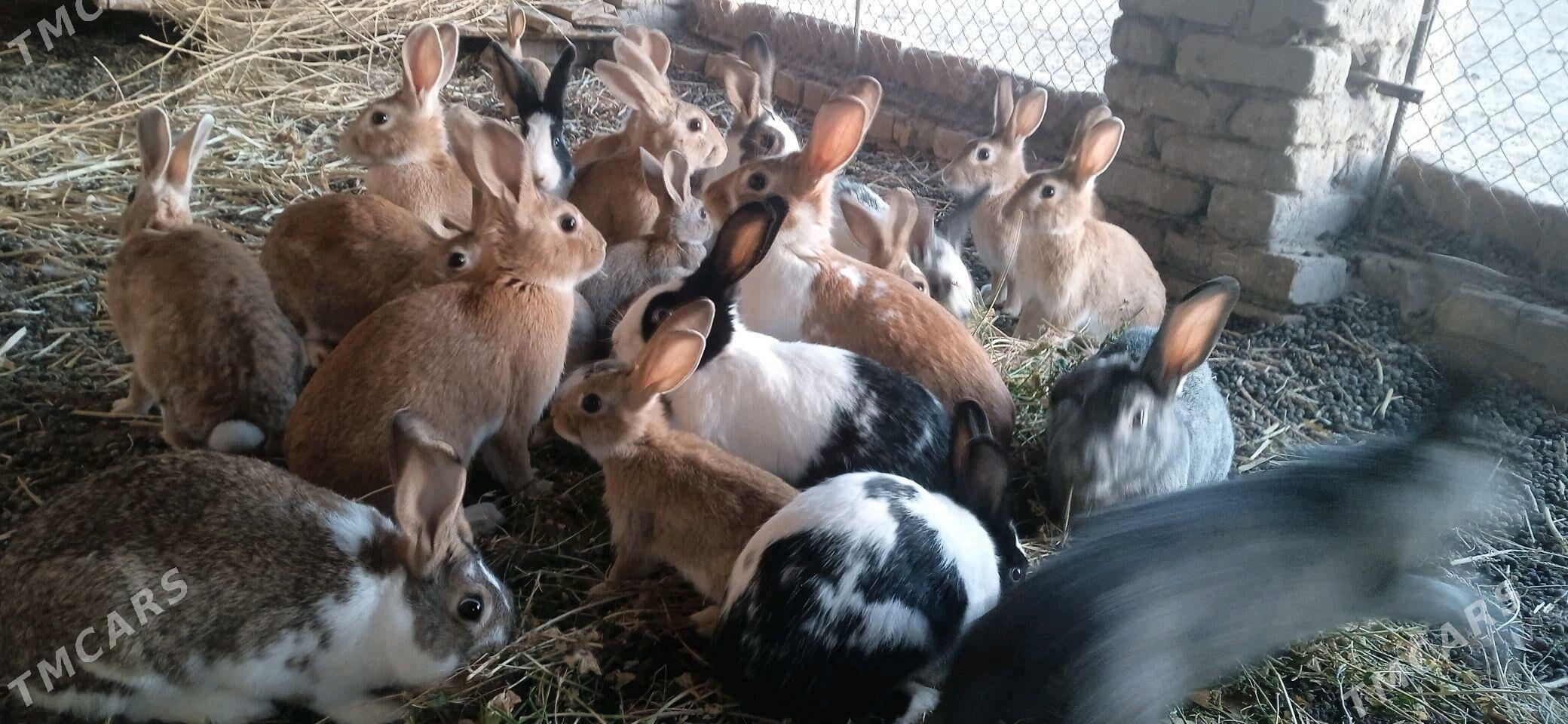 towshan - Görogly (Tagta) - img 3