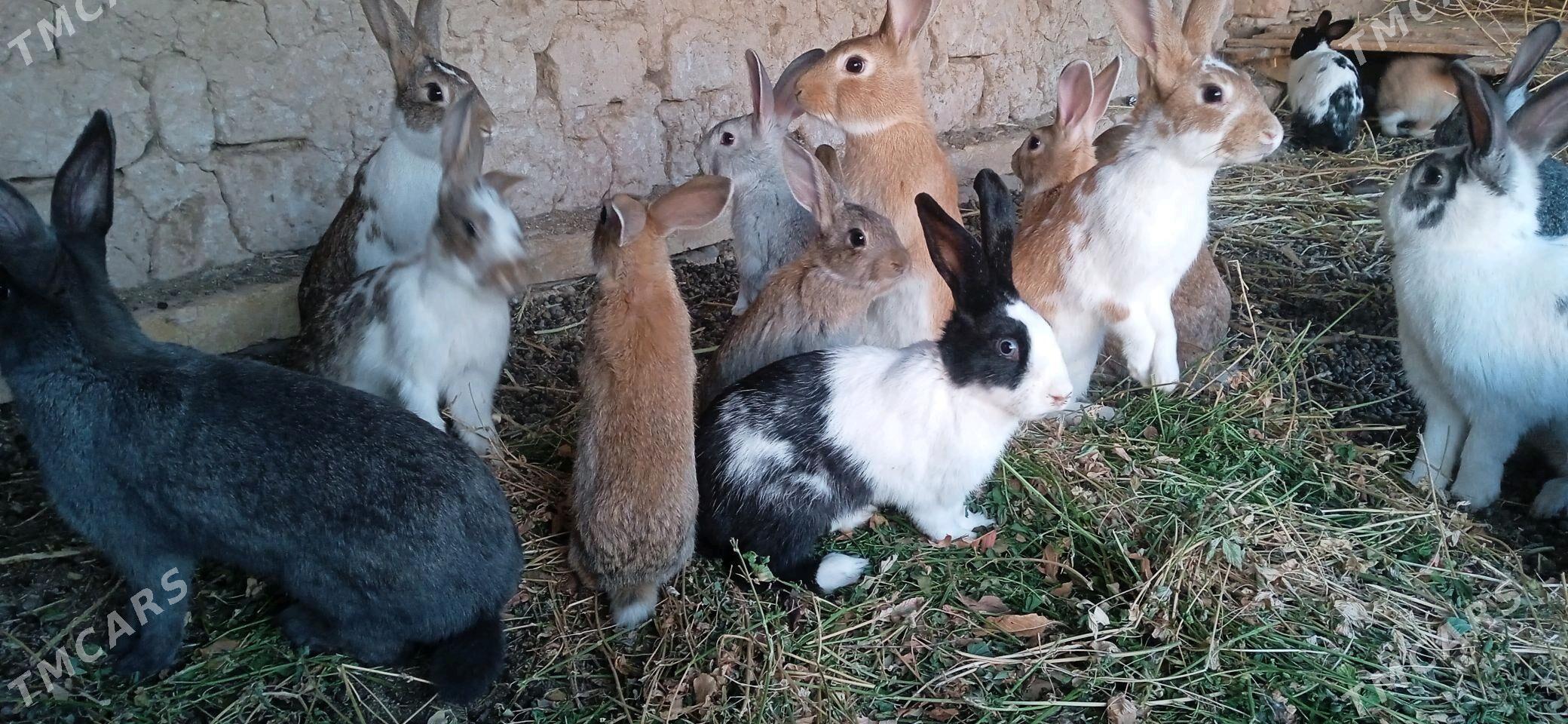 towshan - Görogly (Tagta) - img 4