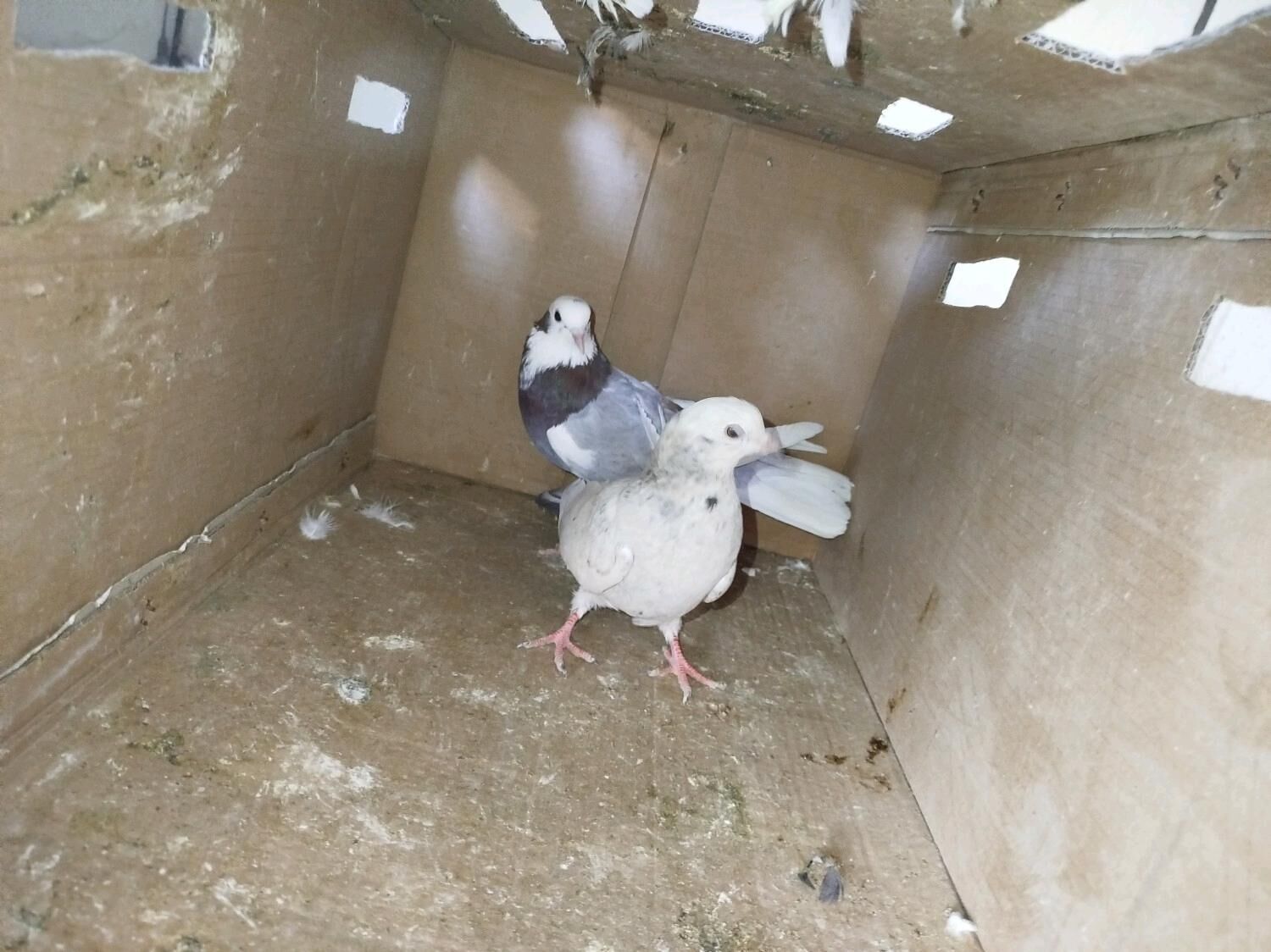 kepderi Кепдери - Podwoýski köç. (Bitarap Türkmenistan şaýoly) - img 9