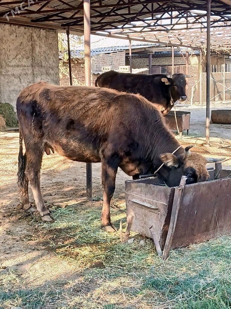 2Gysyr Sygyr 1guzlan - Bäherden - img 7