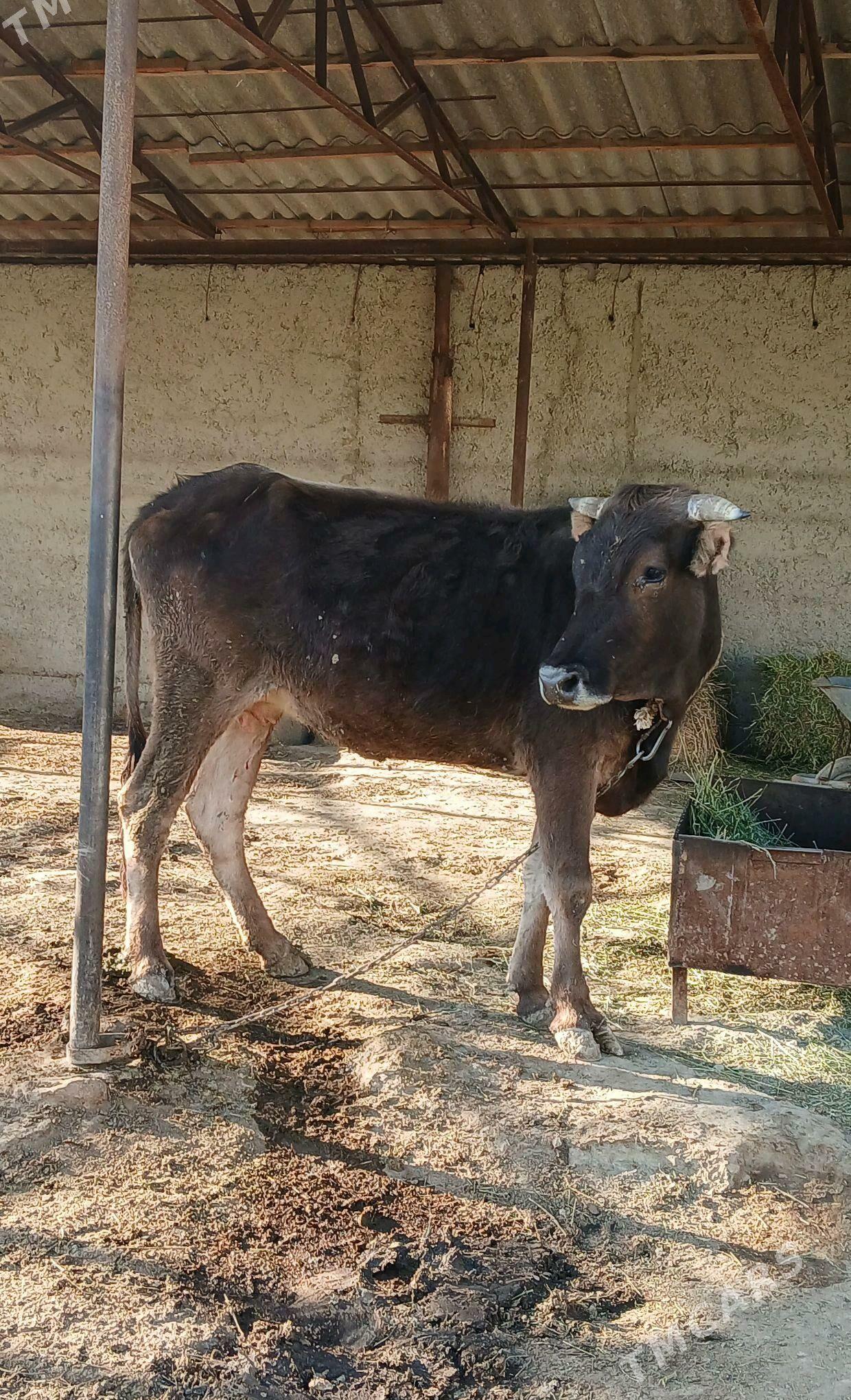 2Gysyr Sygyr 1guzlan - Bäherden - img 6