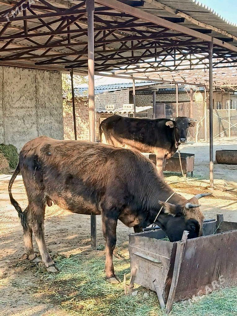 2Gysyr Sygyr 1guzlan - Bäherden - img 8