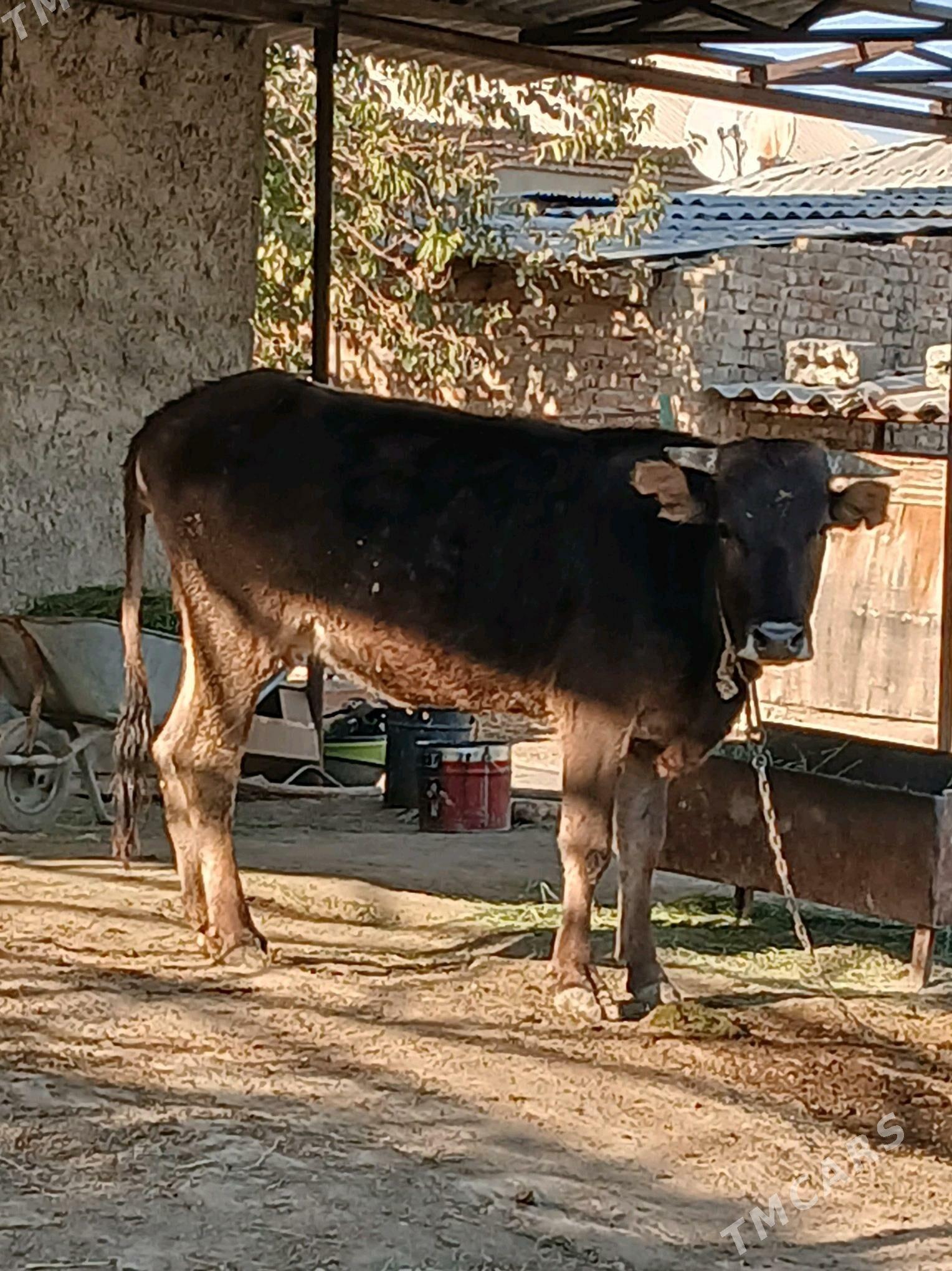 2Gysyr Sygyr 1guzlan - Bäherden - img 3