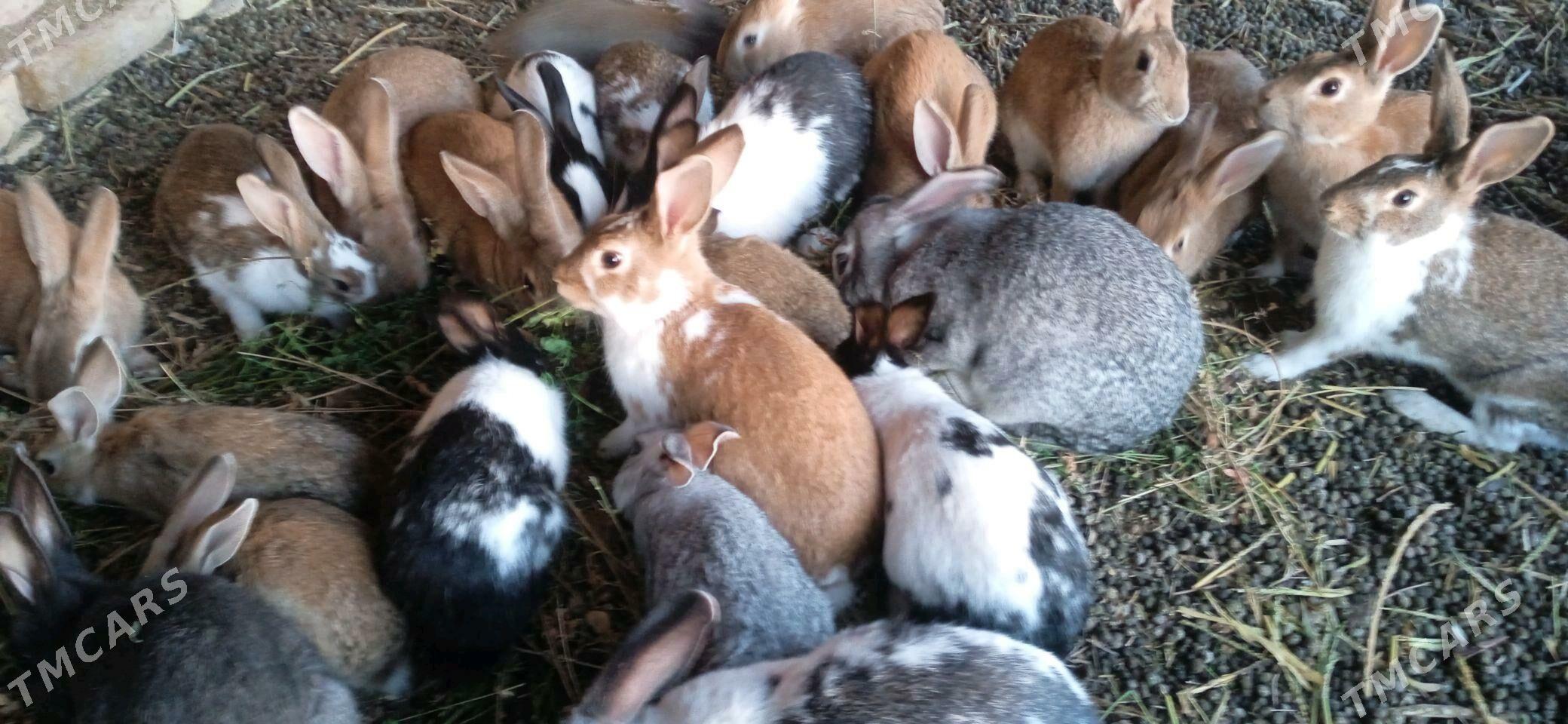 towshan - Görogly (Tagta) - img 5