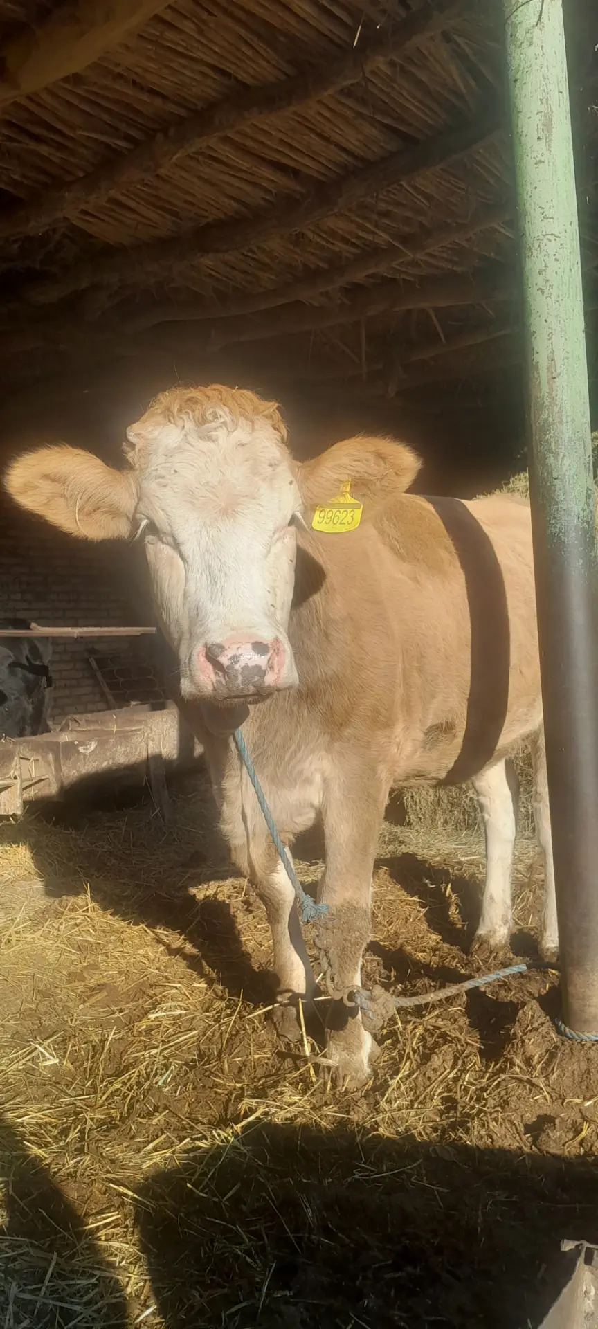 semental gunajyn - Дянев - img 3