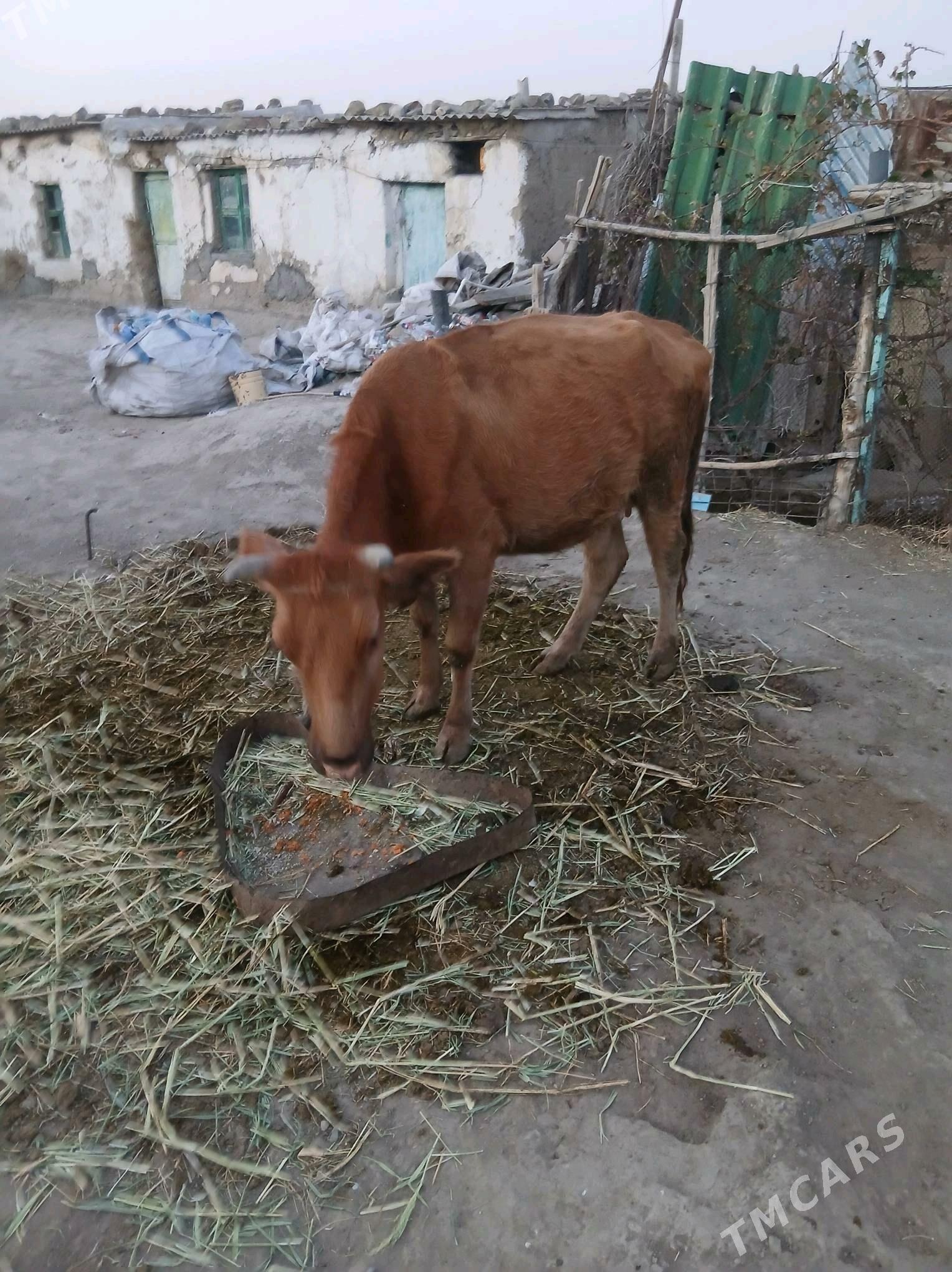 goleli sygyr - Бахарден - img 1