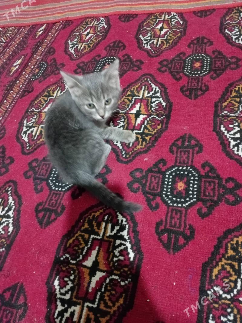 Gok piki - Дянев - img 1