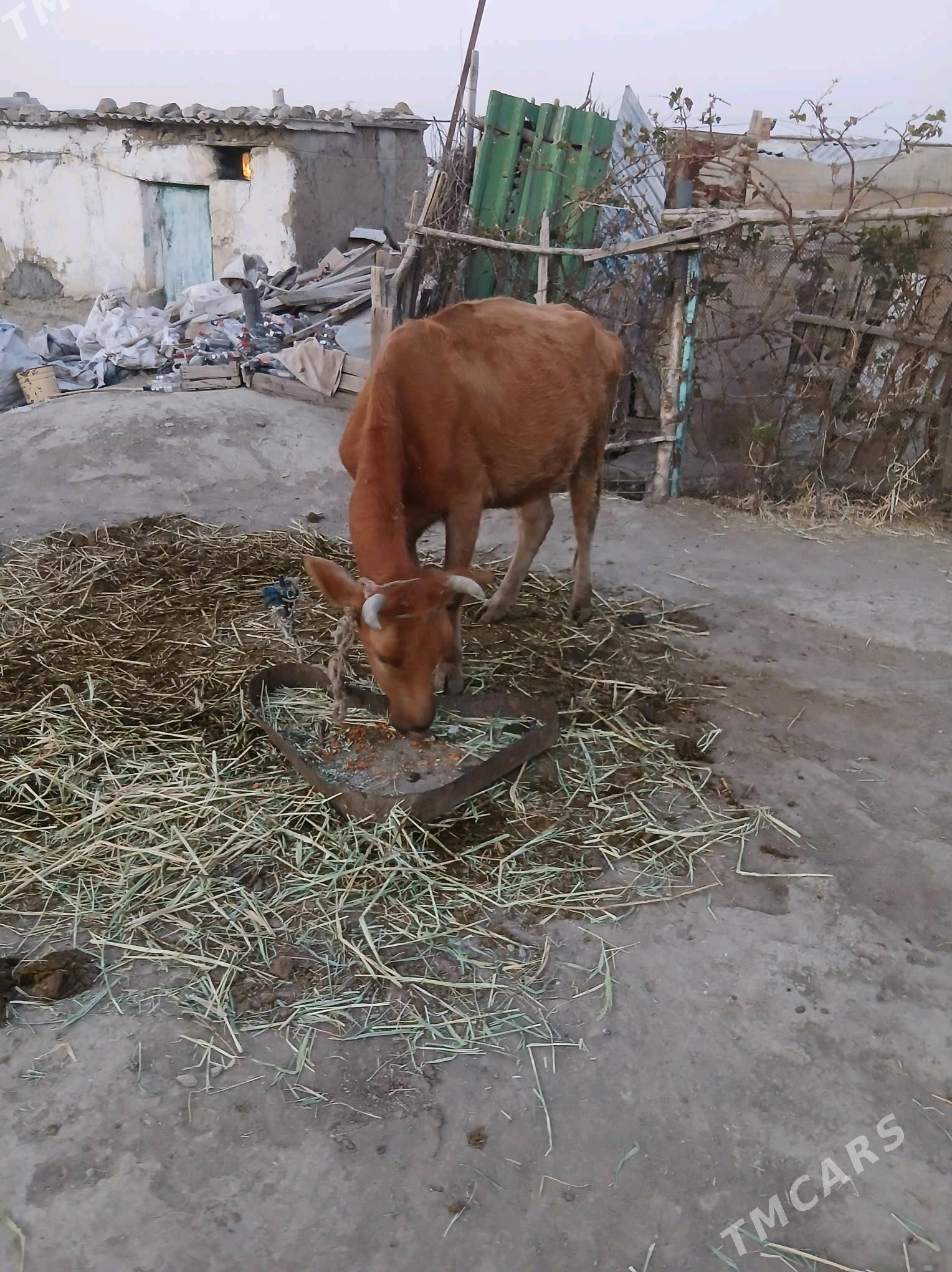 goleli sygyr - Бахарден - img 2