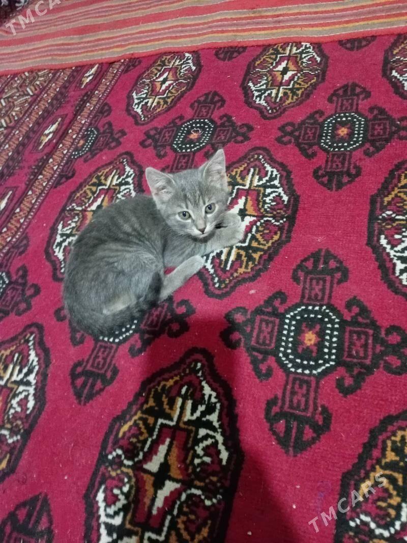 Gok piki - Дянев - img 2