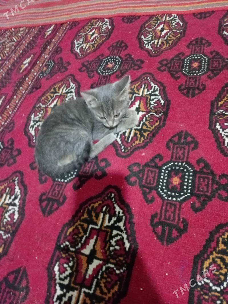 Gok piki - Дянев - img 3