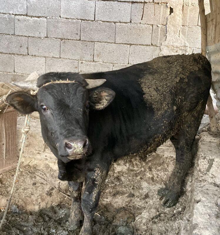 Okuzce gole - Гёкдепе - img 2