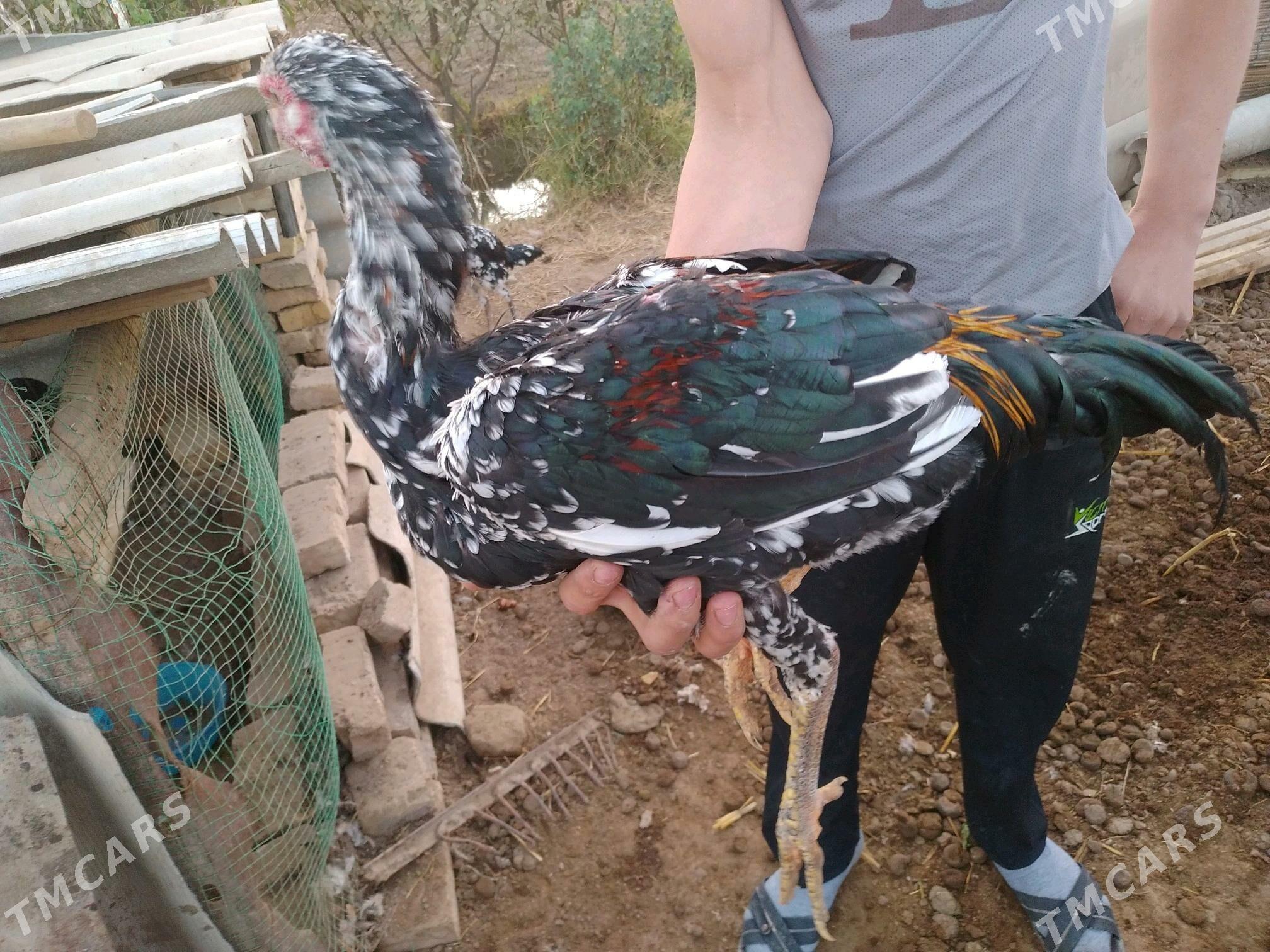 baýes jüje - Сакарчага - img 10